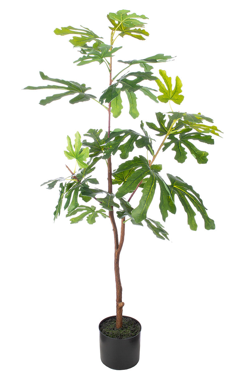 Gilde Getopfte Pflanze „Feigenbaum” H 114cm – Kunstpflanze Grün