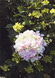 Stielblume, Hortensie H: 65cm