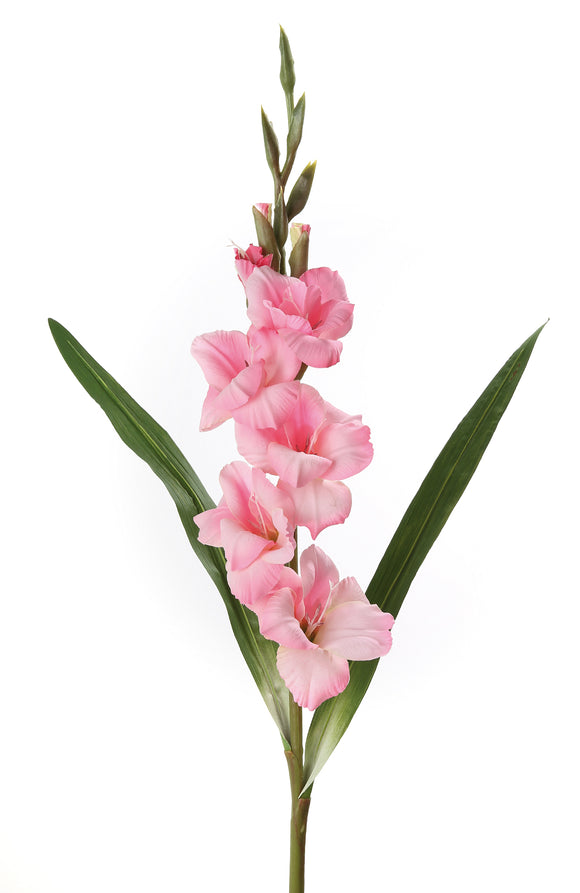 Gladiole „Queen“