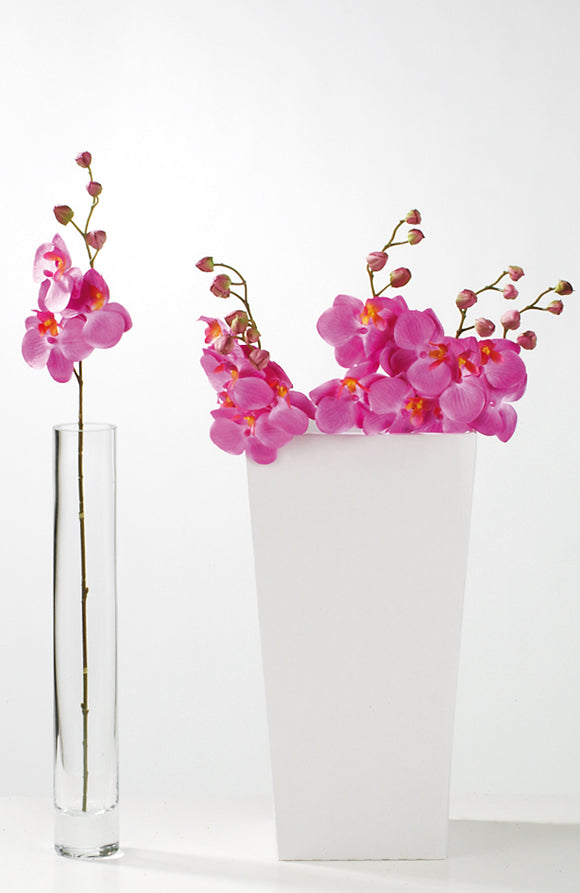 Orchidee mit 4 Knospen