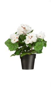 Begonie getopft weiss 6er Pack Höhe 26 cm
