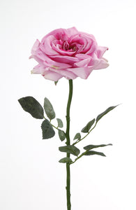 Rose „Gina“