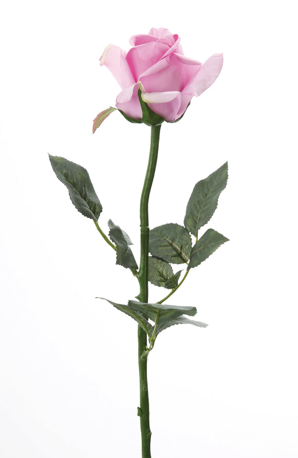 Rose „Cara“